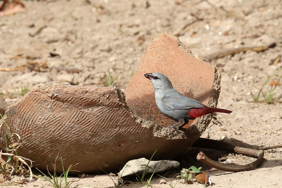 Lavender Waxbill
